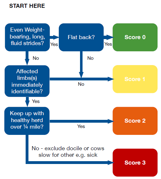 mobility scoring