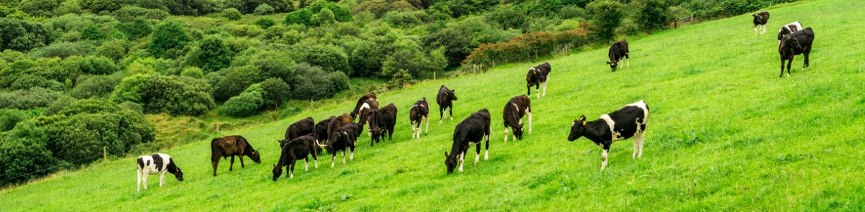 How to Achieve Season-Long Protection Against Worms in Cattle at Grass