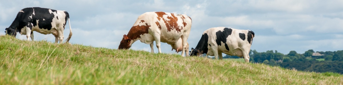 What is the carbon footprint of UK Produced milk?