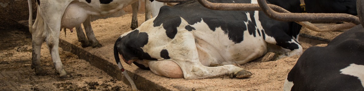 Improving Cow Comfort - What are the benefits?