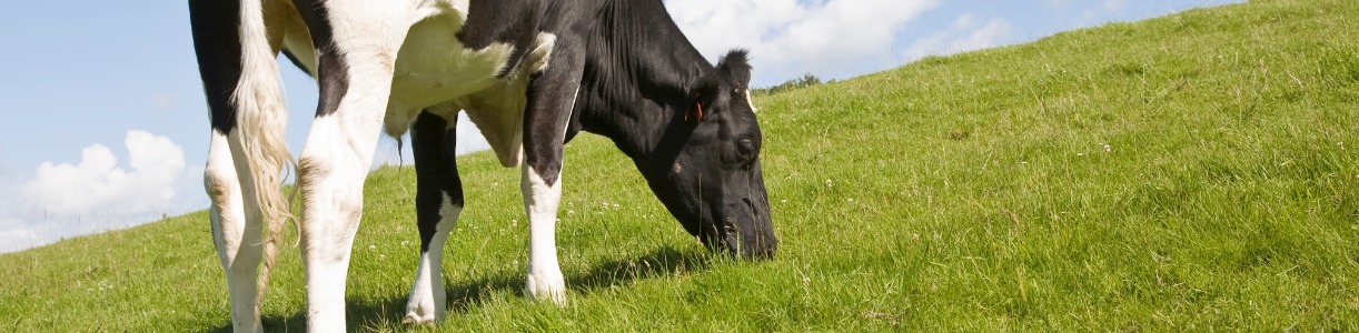 The Importance of Magnesium at Grazing
