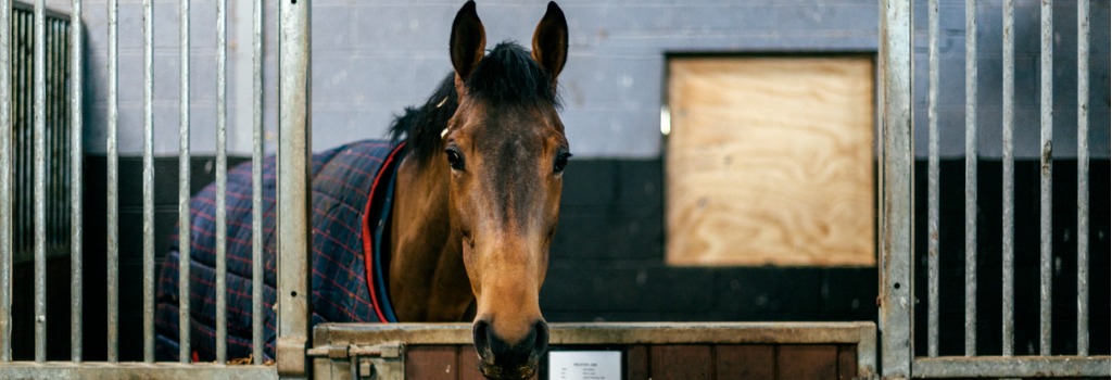 How can I make bonfire night less stressful for my horse?