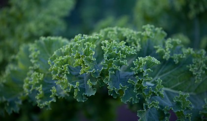 Kale Kale