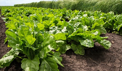Fodder Beet