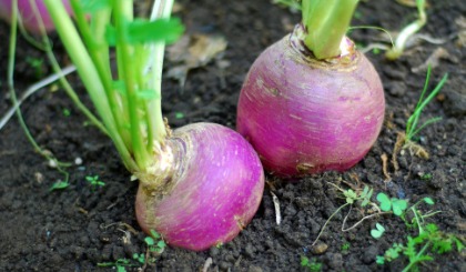 Stubble Turnips