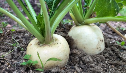 Maincrop Turnips Maincrop Turnips