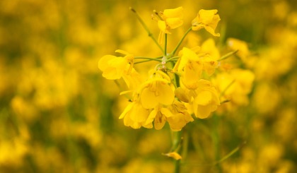 Forage Rape Forage Rape