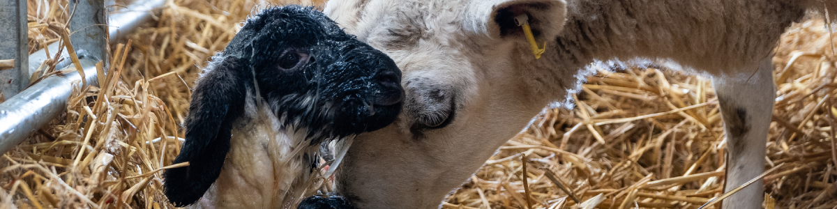 Steps to take to prevent watery mouth in lambs