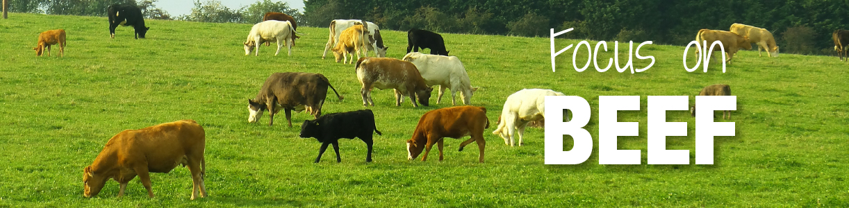 Beef Farming Blog | Wynnstay Agrihub