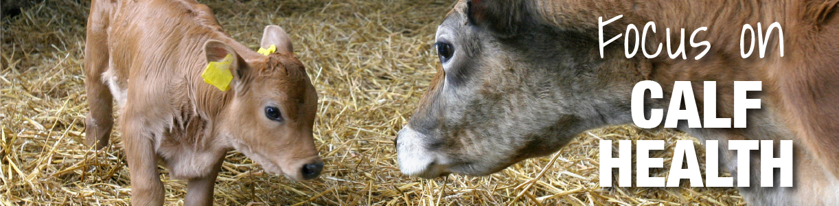 Calf Health Blog | Wynnstay Agri-Hub