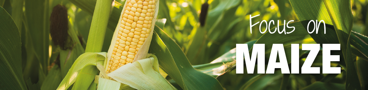 Maize Blog | Wynnstay Agrihub