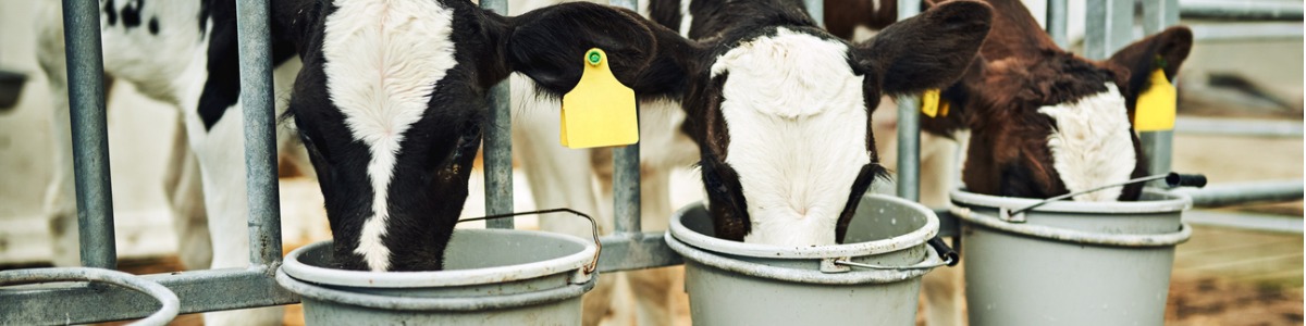 Feeding Calves - Why Should We Encourage More Litres Fed Per Calf?