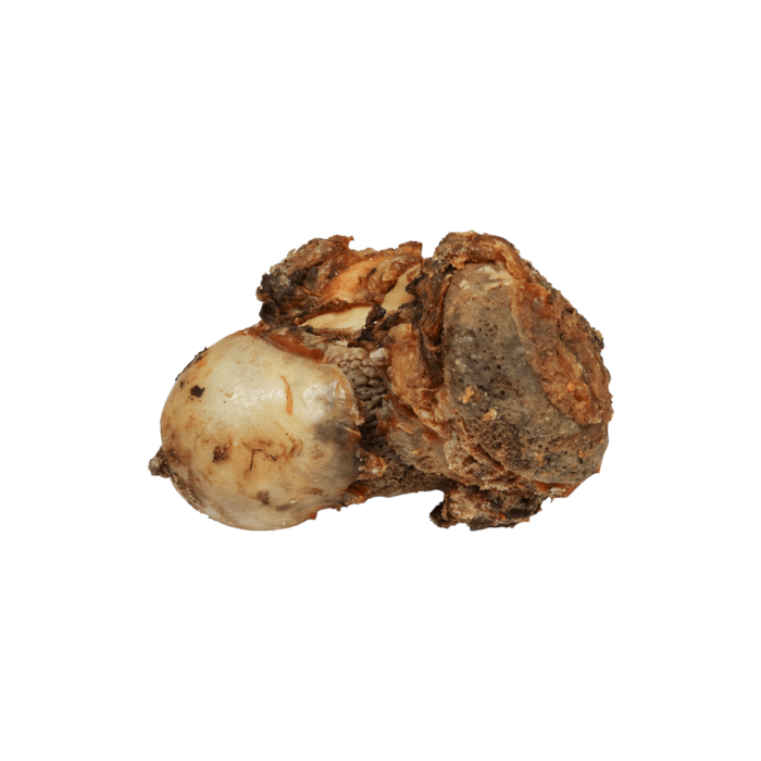 are roasted knuckle bones safe for dogs