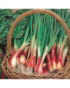 Country Value Onion (Spring) North Holland Blood Red