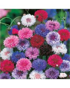 Country Value Cornflower Tall Mixed Seeds