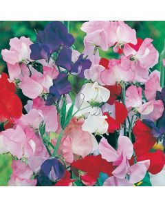 Country Value Sweet Pea Spencer Mixed