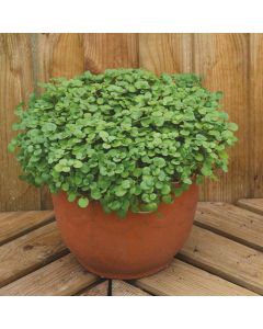 Country Value Watercress Aqua