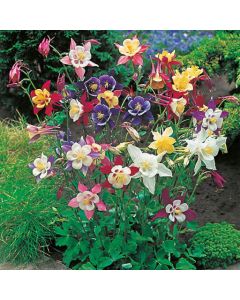 Country Value Aquilegia McKana Mixed Seeds