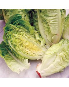 Country Value Lettuce Little Gem