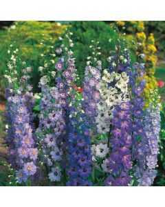 Country Value Delphinium Pacific Giants Mixed