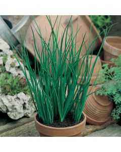 Country Value Chives