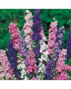 Country Value Larkspur Giant Imperial Mixed