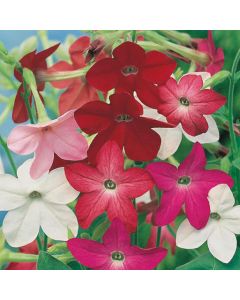 Country Value Nicotiana Sensation Mixed