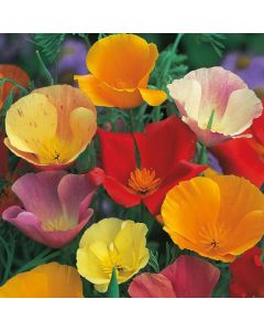 Country Value Californian Poppy Single Mixed Seeds