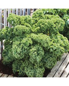 Country Value Kale Dwarf Green Curled