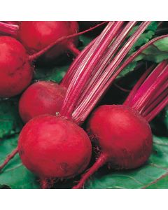 Country Value Beetroot Boltardy Seeds