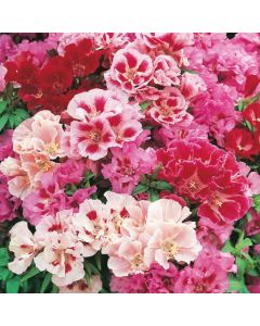 Country Value Godetia Dwarf Mixed