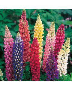 Country Value Lupin Russell Mixed