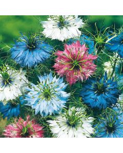 Country Value Love in a Mist Persian Jewels