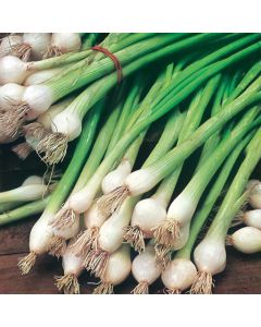 Country Value Onion (Spring) White Lisbon