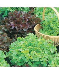 Country Value Lettuce Salad Bowl Red and Green