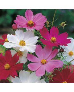 Country Value Cosmos Sensation Mixed Seeds