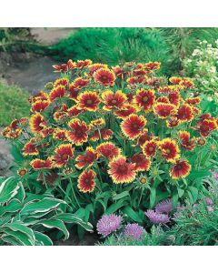 Country Value Gaillardia Goblin Seeds