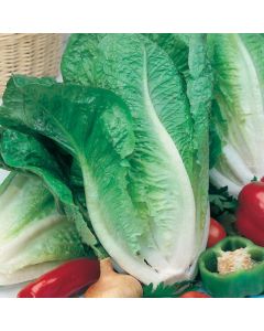Country Value Lettuce Lobjoits Green Cos