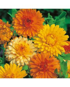 Country Value Calendula Art Shades Seeds