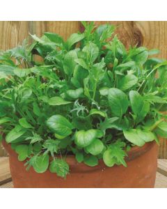 Country Value Mixed Salad Leaves Mild