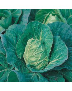 Country Value Cabbage Greyhound