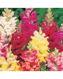 Country Value Antirrhinum Intermediate Mixed