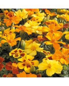 Country Value Marigold (French) Dwarf Double Mixed