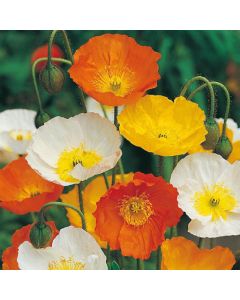 Country Value Poppy Iceland Mixed