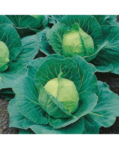 Country Value Cabbage Golden Acre (Primo 2) 