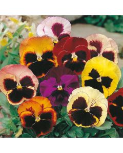 Country Value Pansy Swiss Giants Mixed