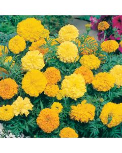 Country Value Marigold (African) Double Mixed
