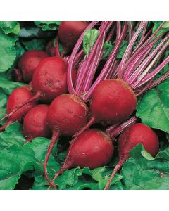 Country Value Beetroot Perfect 3 Seeds