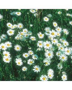 Country Value Chrysanthemum Ox Eye Daisy