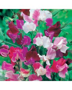 Country Value Sweet Pea Old Fashioned Mixed